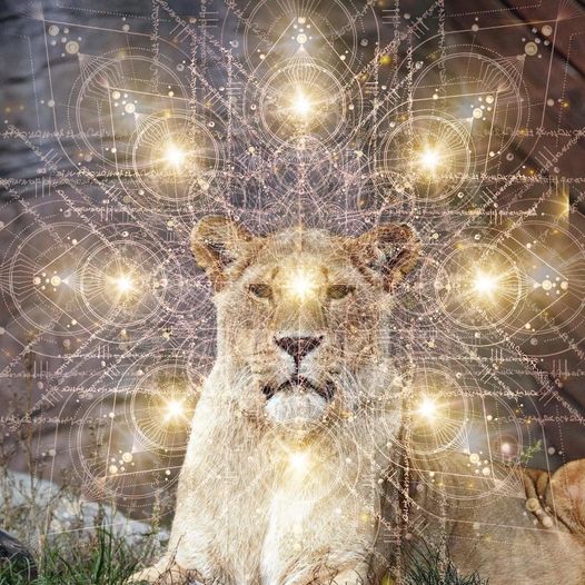 Star Lioness