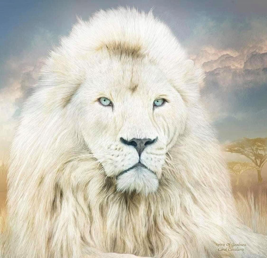 White Lion Nation