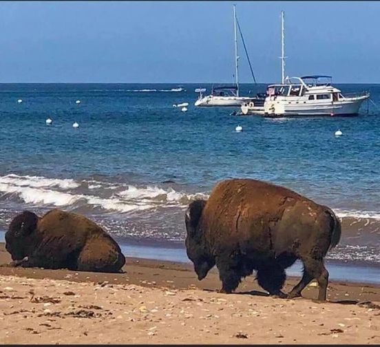 buffalo appeared on the beach
