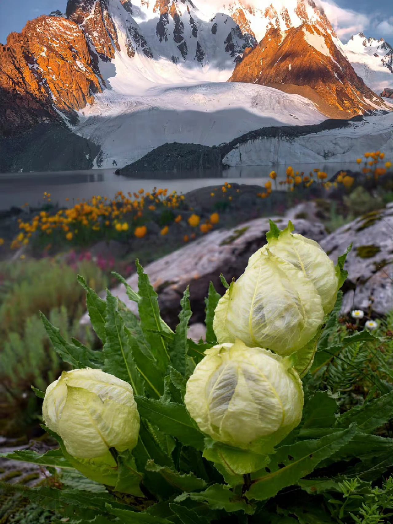 flower language of snow lotus