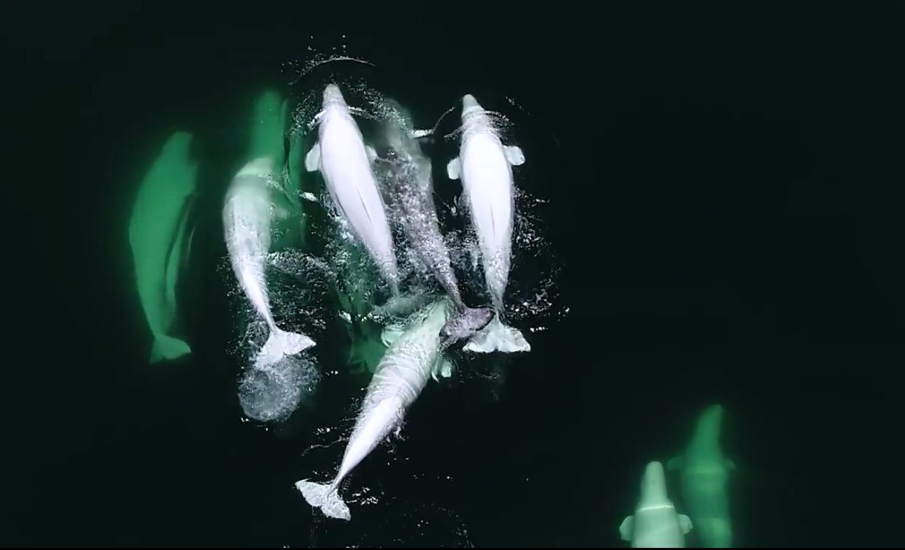 Lone Narwhal Caught Chilling with Gang of Beluga Whales in Canada