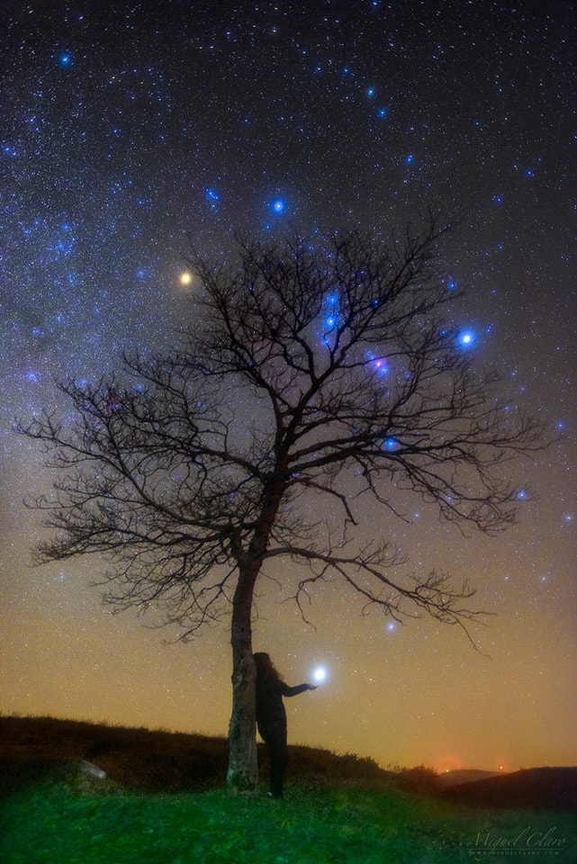 Orion entagled in the tree and a hot bluish star Sirius held by a stargazer