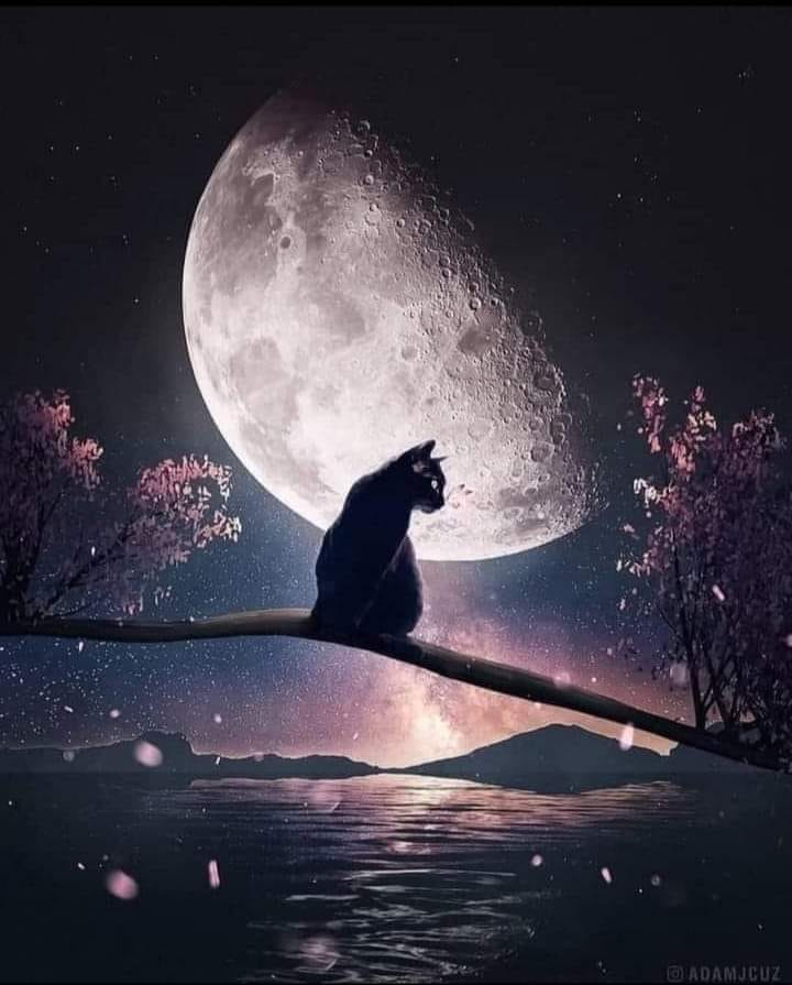 Kitty Moon