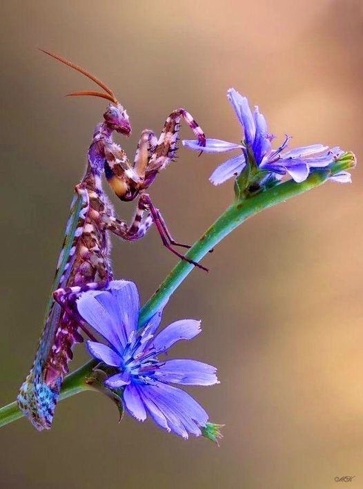 Orchid Mantis on a blue flower