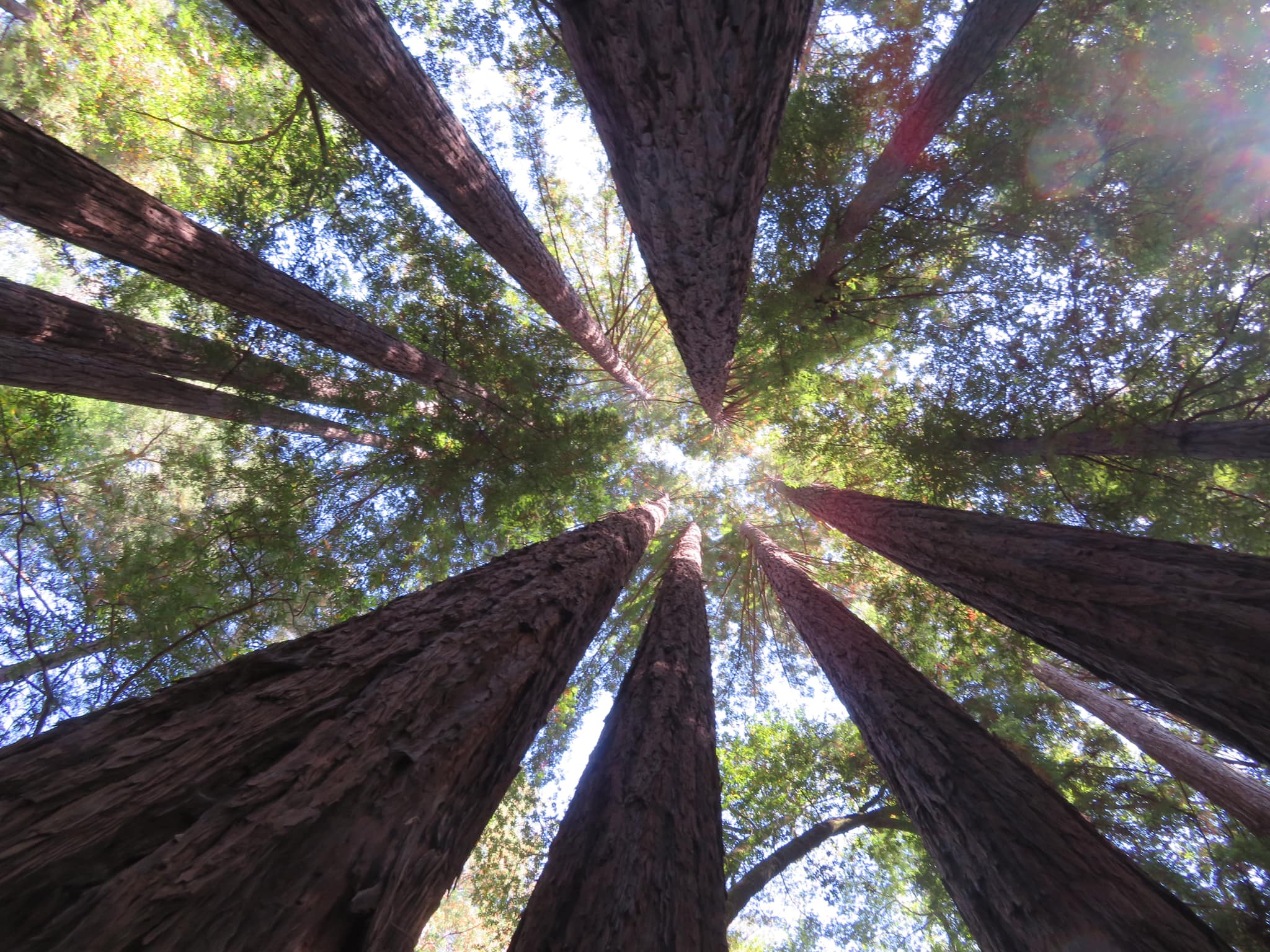 redwoods 