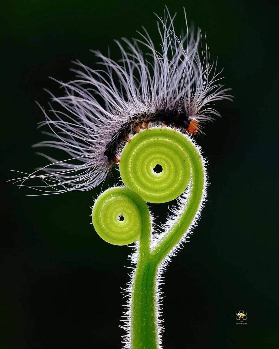 Caterpillar