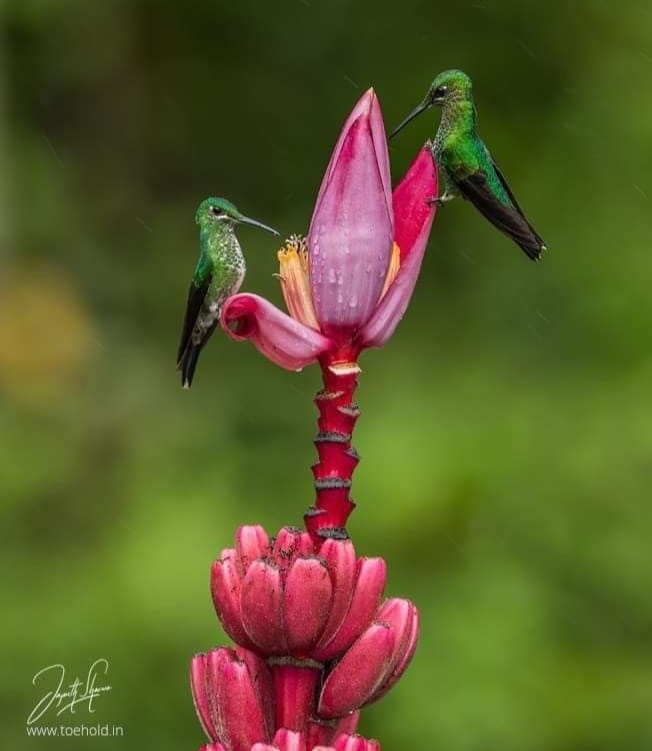 Hummingbird Heaven