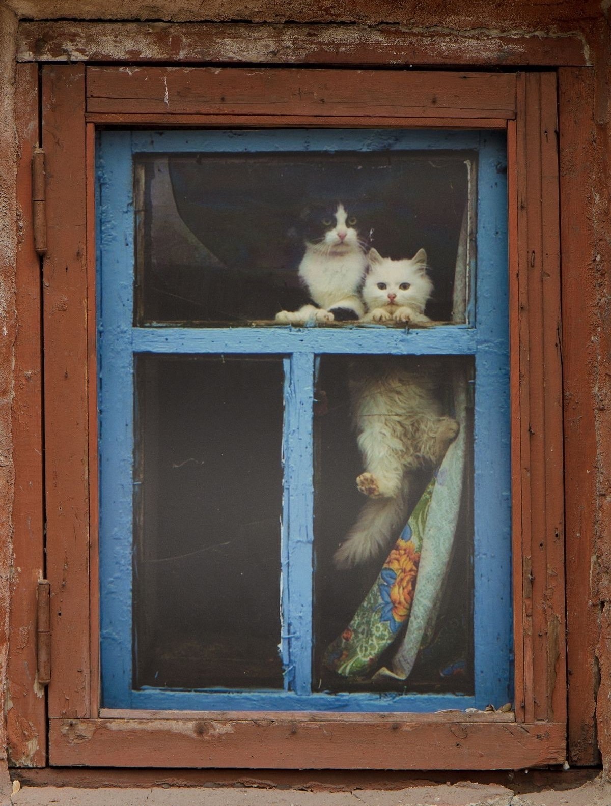 Kitties in Window