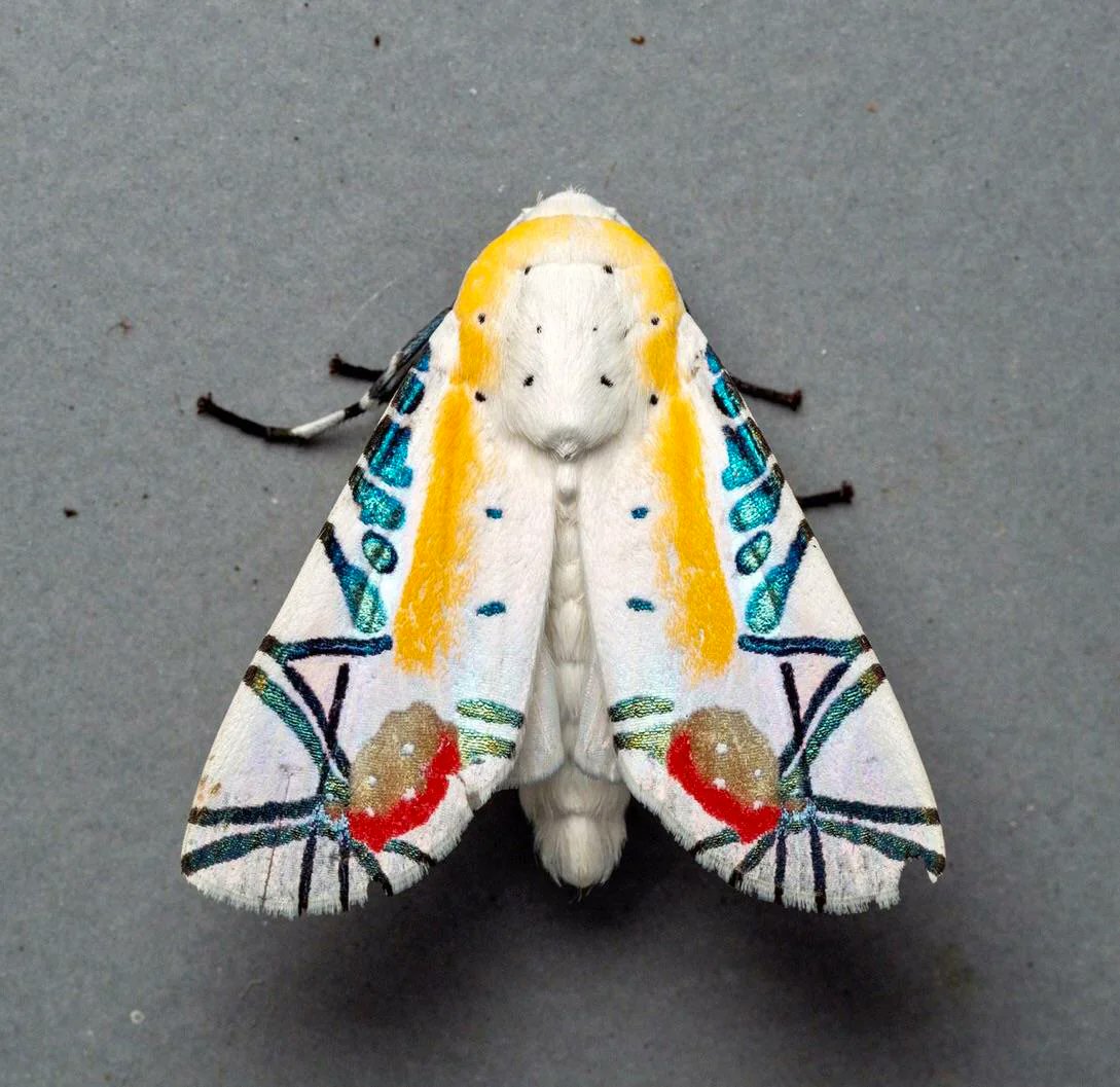 Picasso moth 