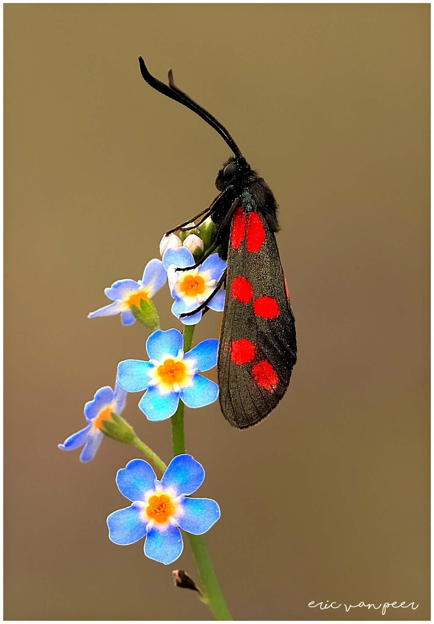 The six-spot burnet