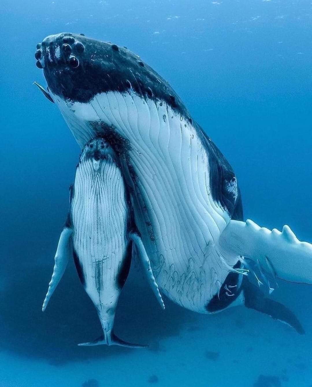 Humpback Mother and Child