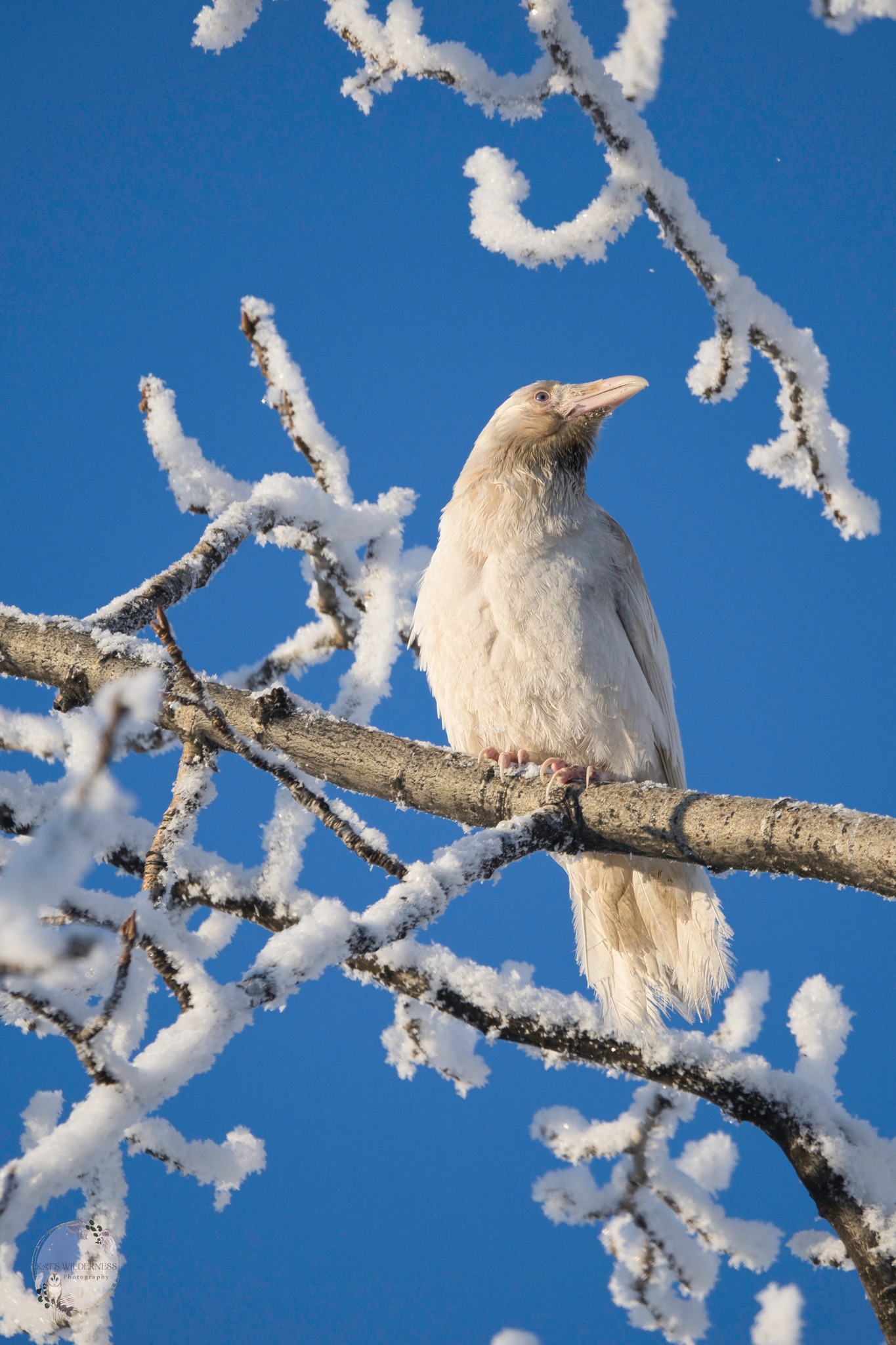 White Raven Nation