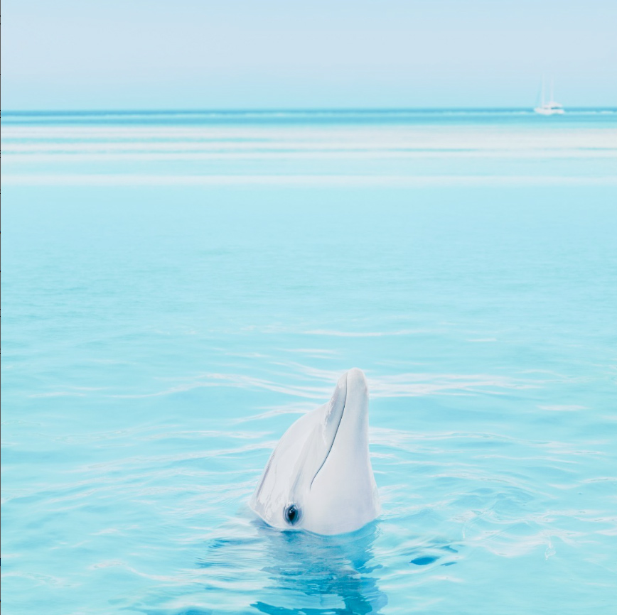 Pleiades-Dolphins