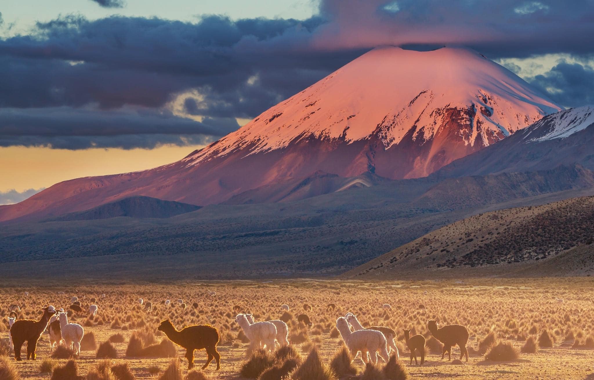 Alpacas