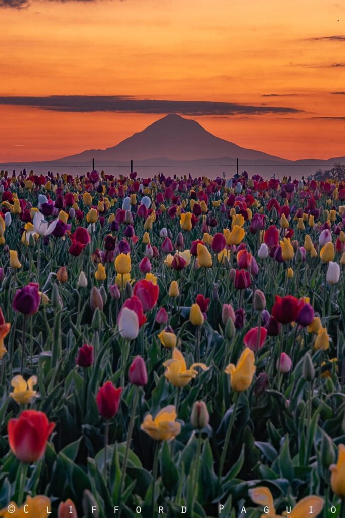 Tulips and Mt. Hood