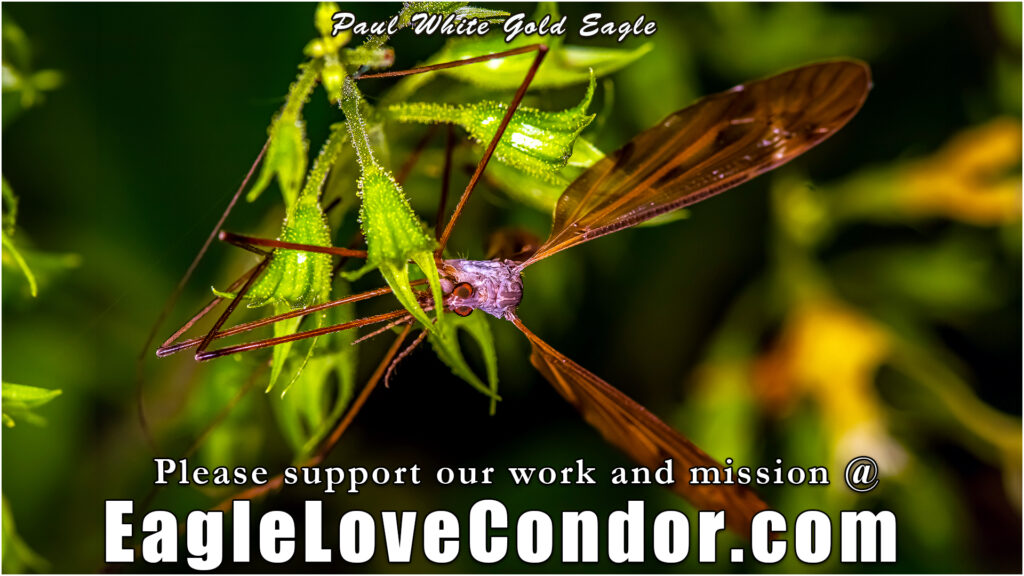 Crane Fly from Paul White Gold Eagle