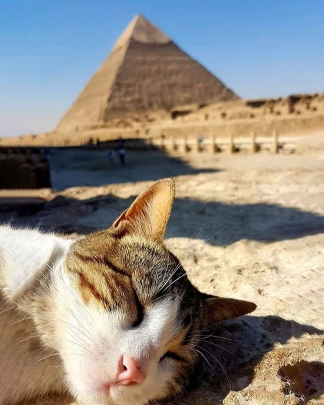 Dreaming of her past lives in Egypt