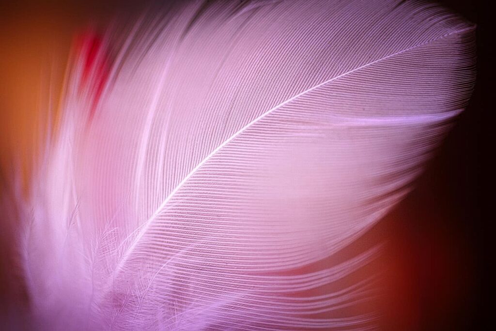 feather