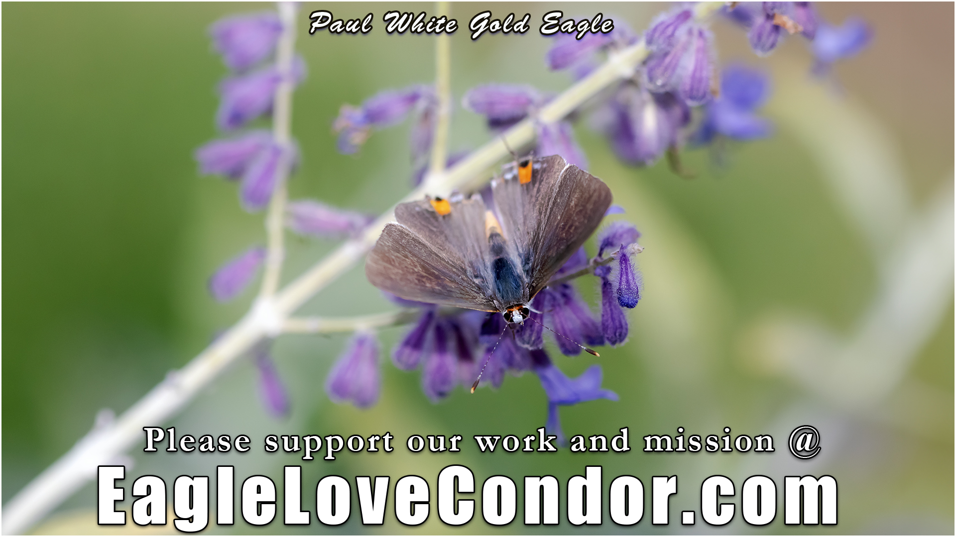 Gray Hairstreak Butterfly by Paul White Gold Eagle