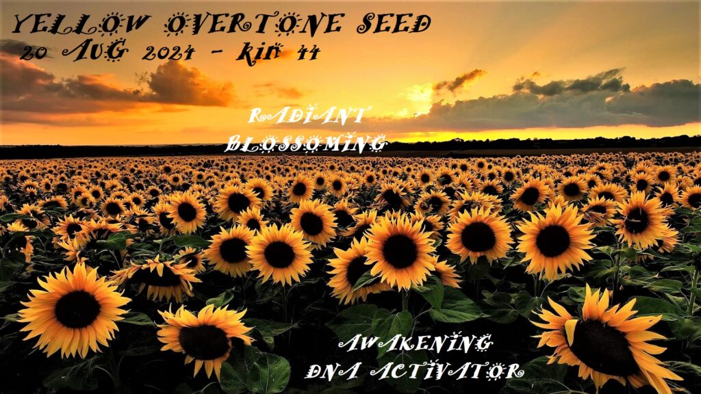 YELLOW OVERTONE SEED