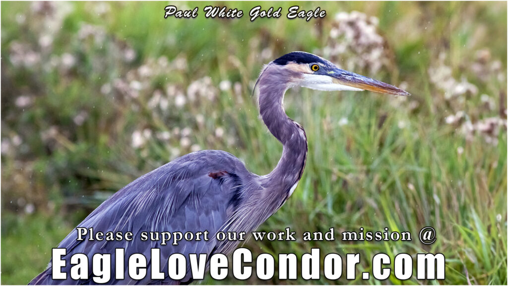 Great-Blue-Heron-in-the-Rain