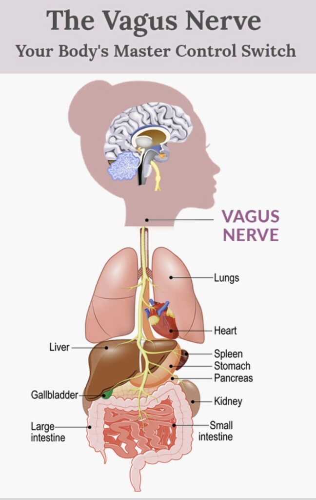 vagus nerve