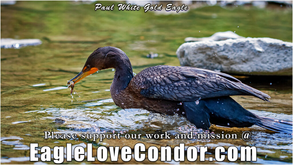 Cormorant with crayfish