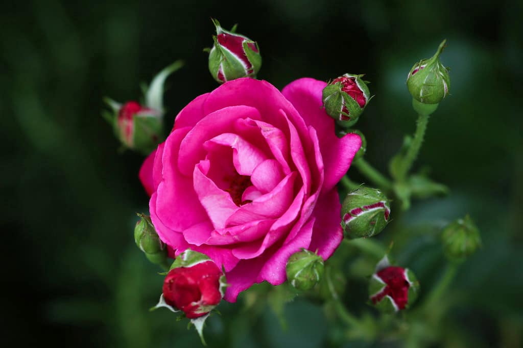 Magenta Rose