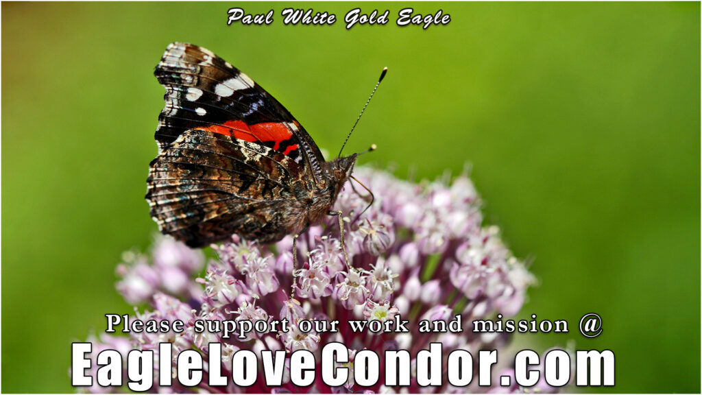 Red Admiral Butterfly