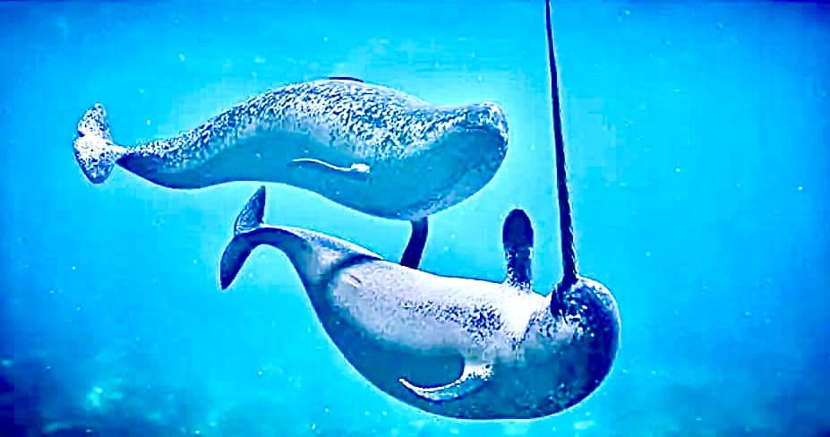 Narwhal