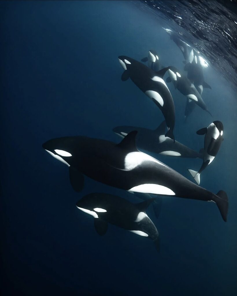 Orcas