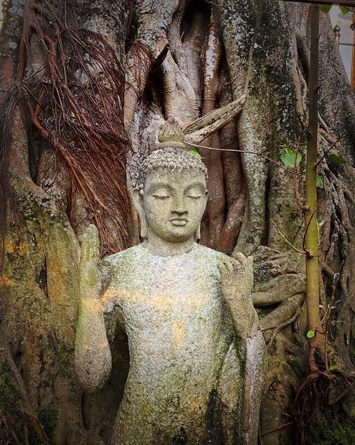 Buddha under a Bodhi tree