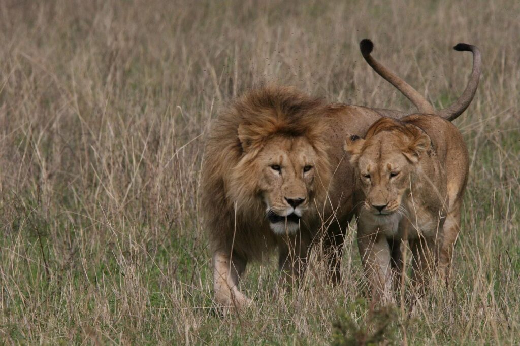  Leo the Lion and Mars,