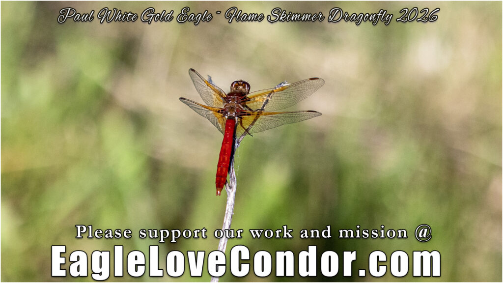 Flame Skimmer Dragonfly-madres