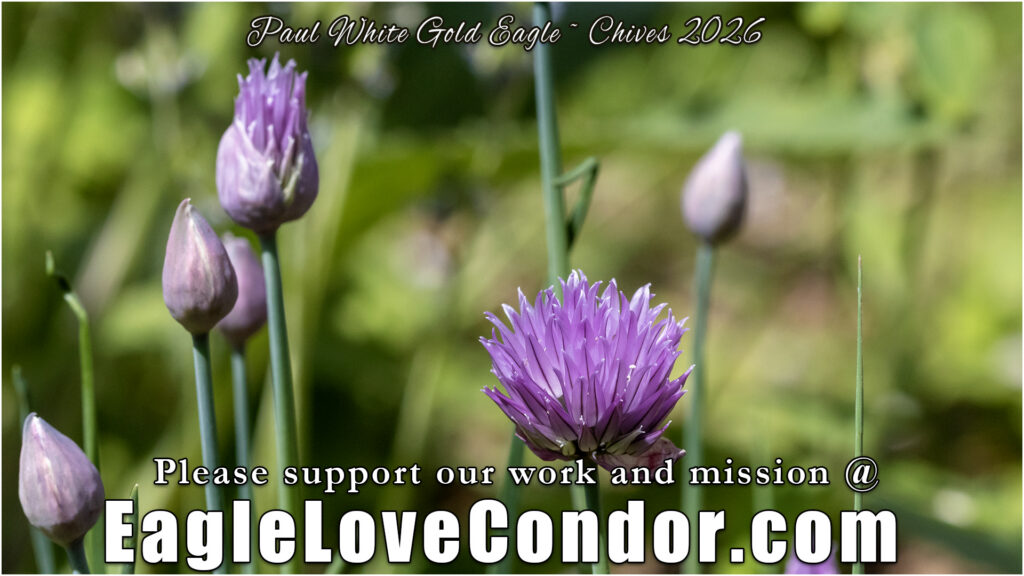 Chives