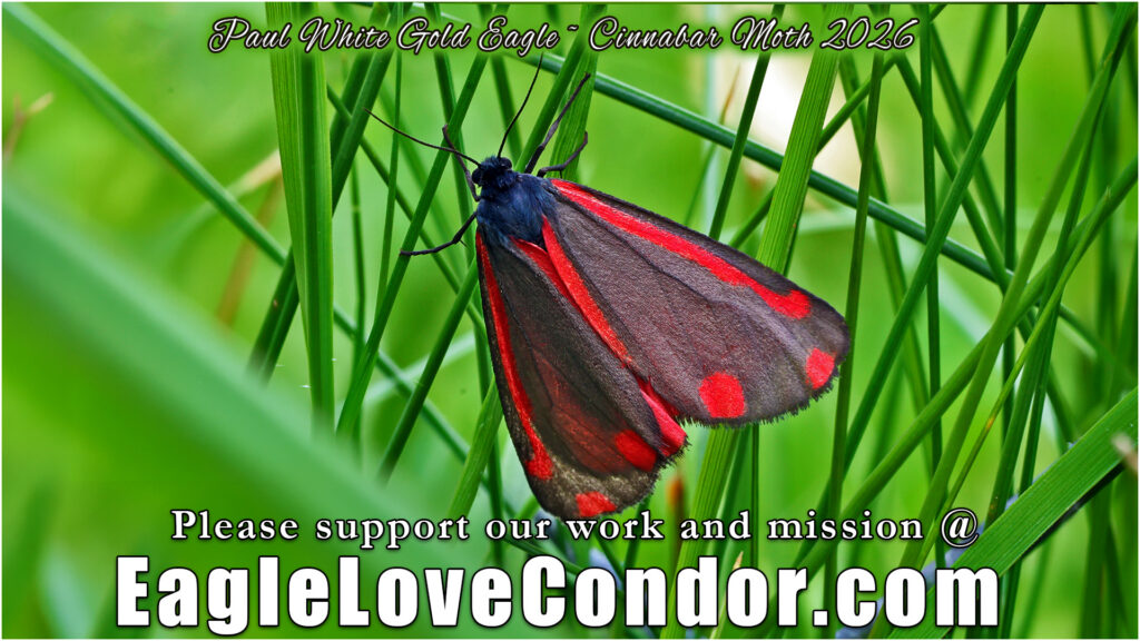 Cinnabar Moth