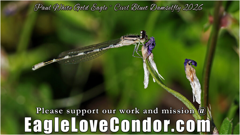 Civil Bluet Damselfly
