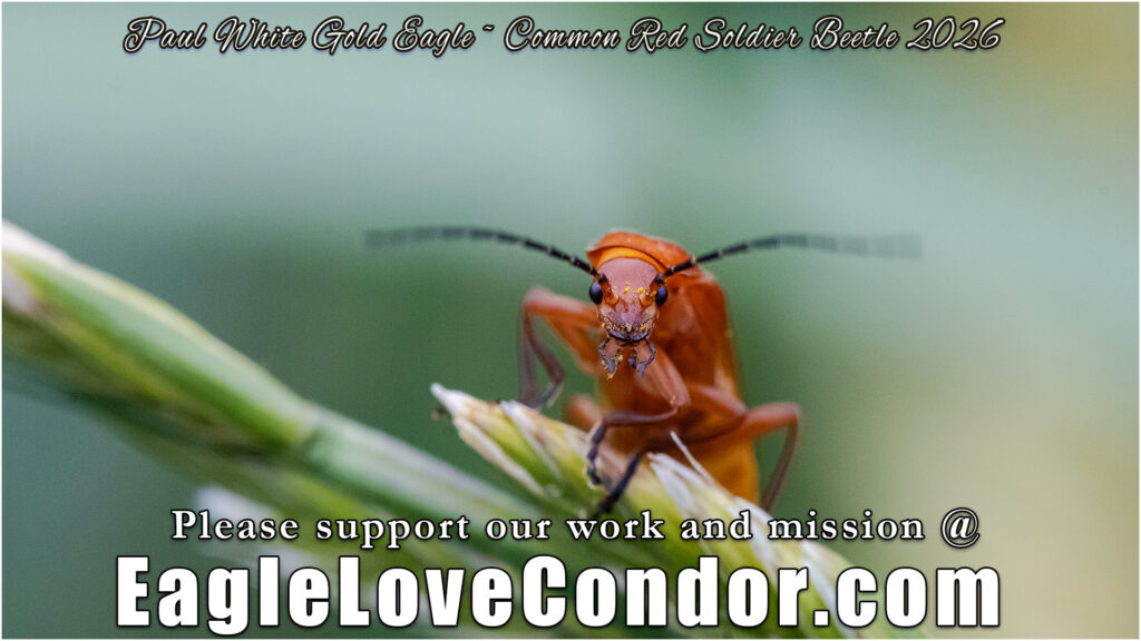 Common Red Soldier Beetle