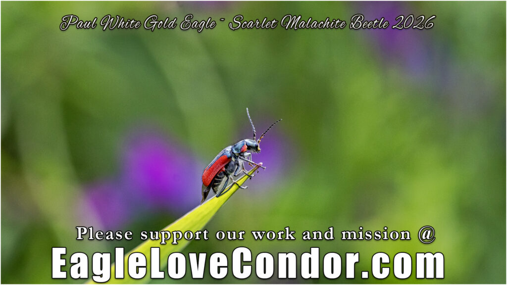 Scarlet Malachite Beetle
