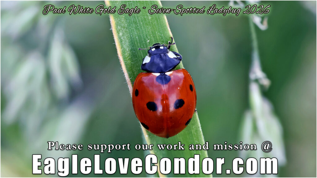 Seven Spotted Ladybug