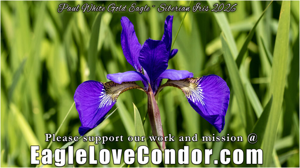 Siberian Iris