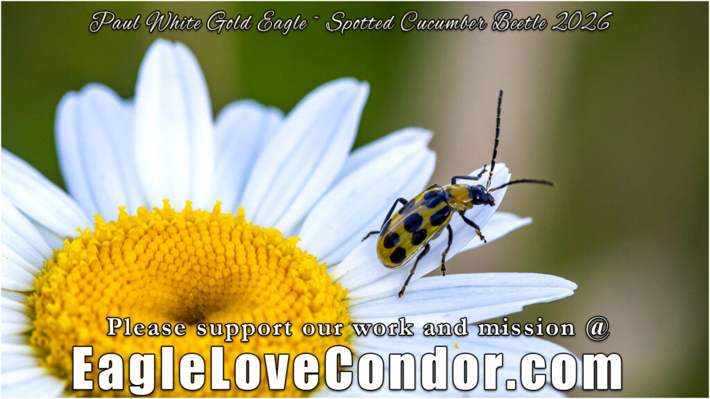 Spotted Cucumber Beetle