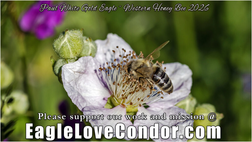 Western Honey Bee