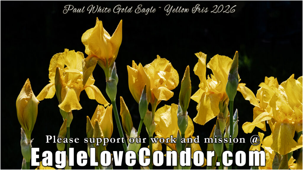Yellow Iris