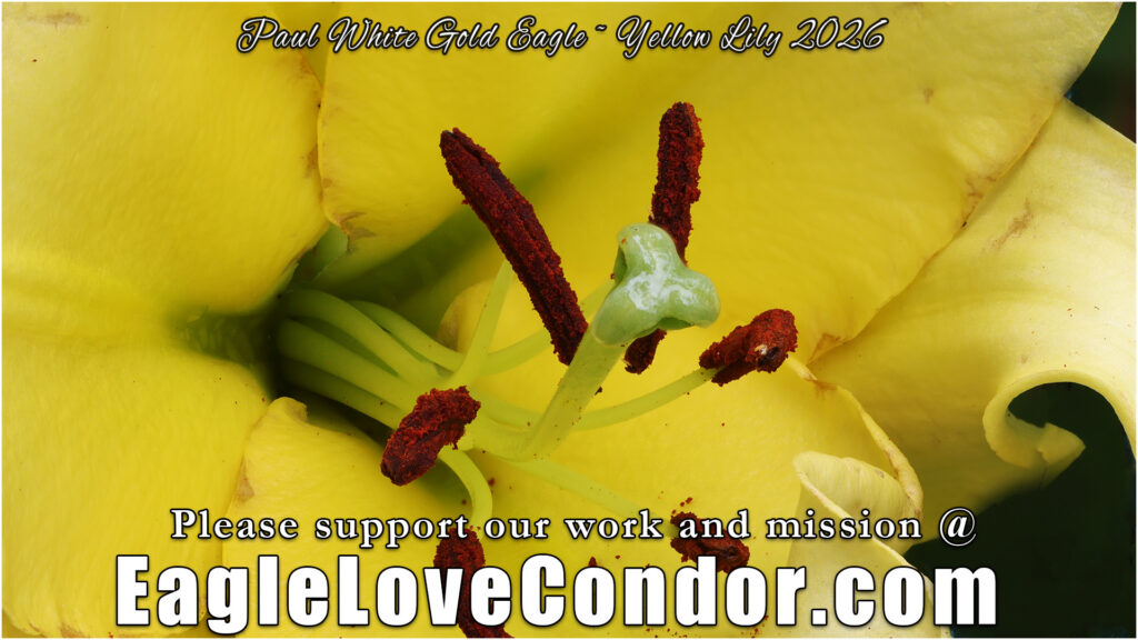 Yellow Lily
