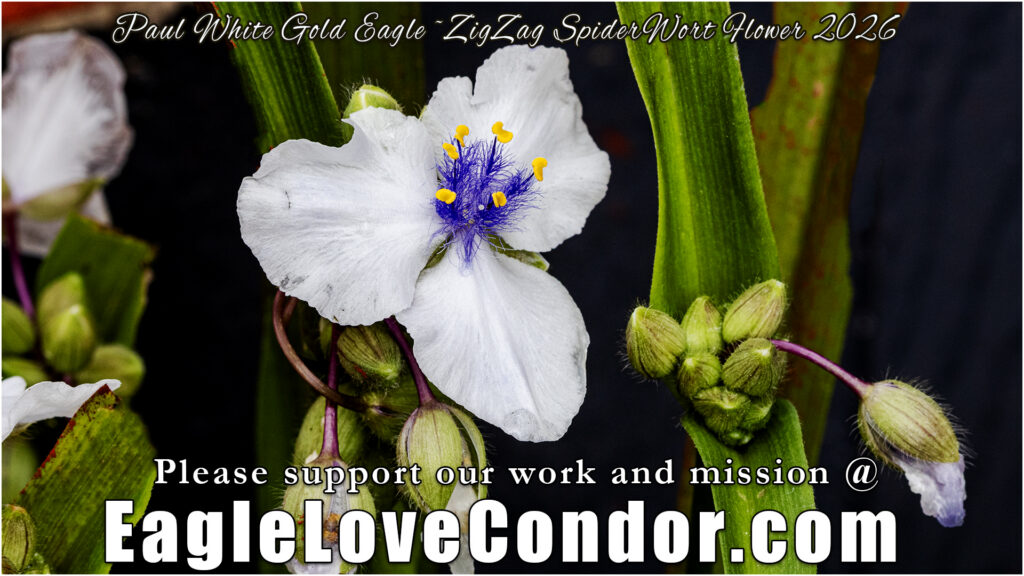 ZigZag SpiderWort Flower