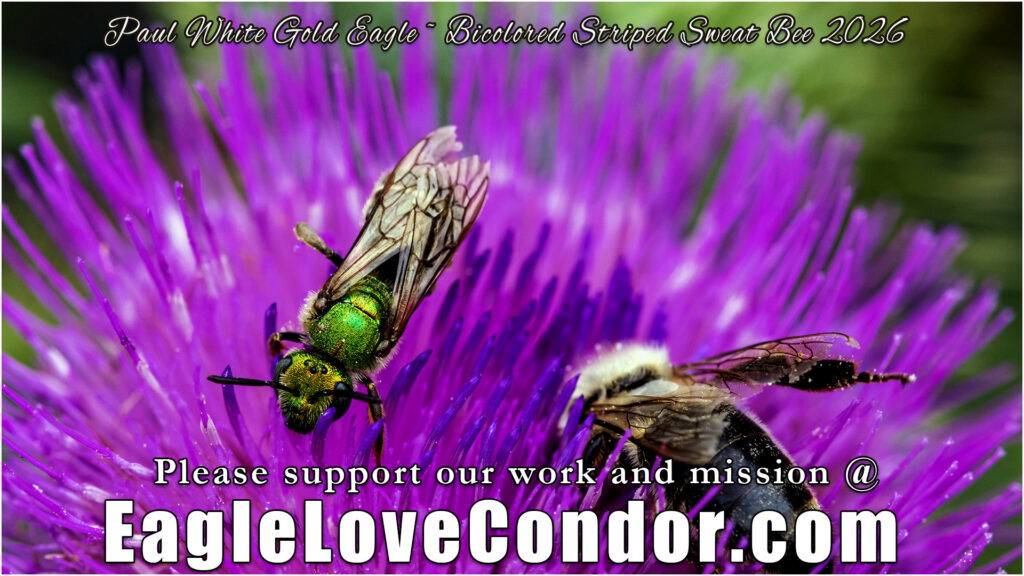 Bicolored Striped Sweat Bee