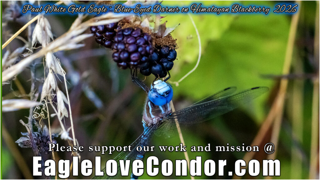 Blue Eyed Darner