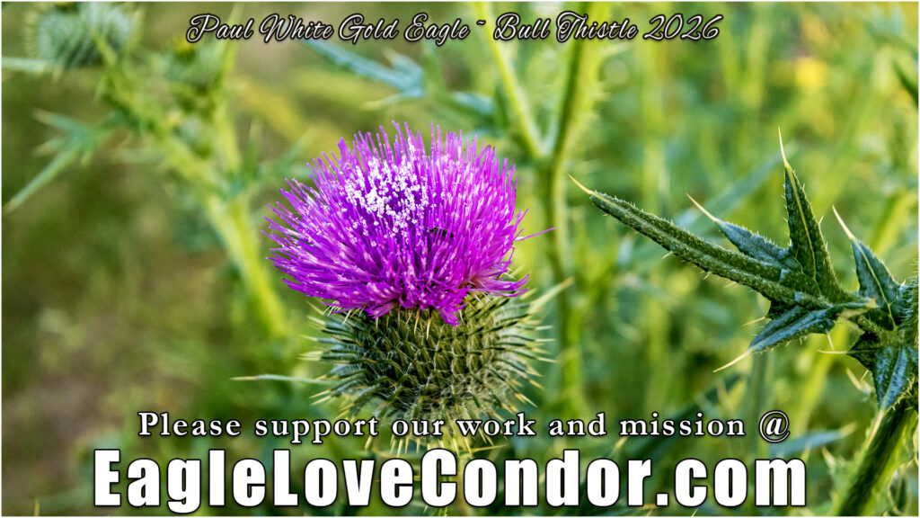 Bull Thistle sanctuary