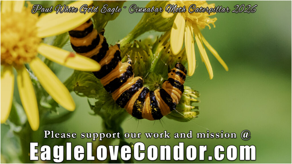 Cinnabar Moth Caterpillar